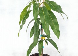 image (5)